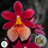 50 Red Oncidium Orchid flower Seeds (Flower Garden Potted Plants)Thailand Orchids